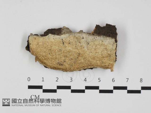 登錄號:F0032429藏品圖，第1張