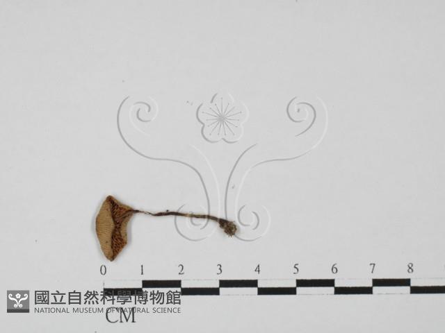 登錄號:F0027429藏品圖，第1張