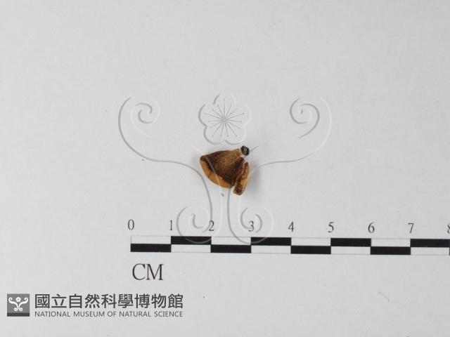 多孔菌屬藏品圖，第1張