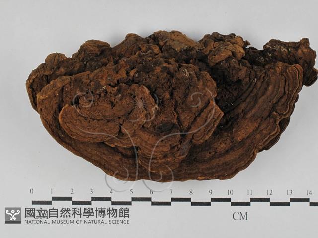 木層孔菌屬藏品圖，第1張