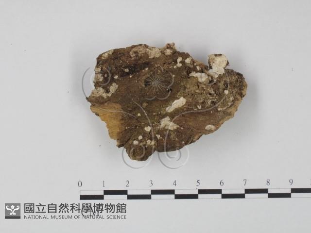 登錄號:F0013429藏品圖，第1張