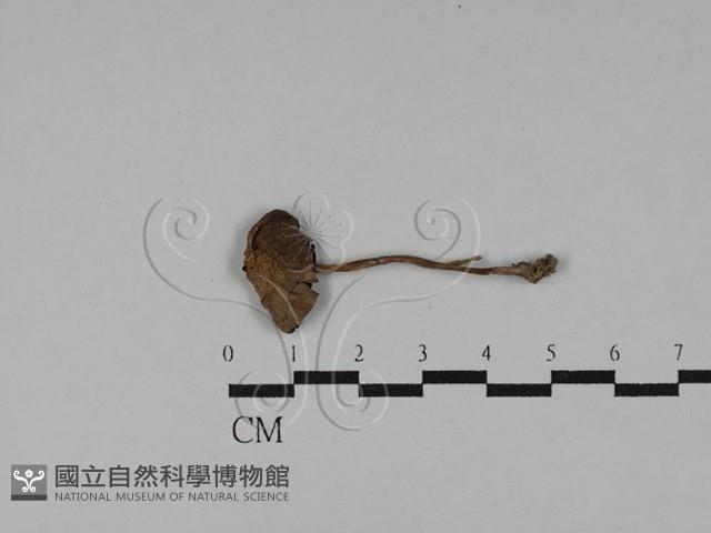 登錄號:F0028729藏品圖，第1張