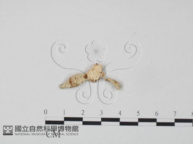 牛樟芝藏品圖，第1張
