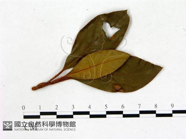 登錄號:F0020729藏品圖，第1張