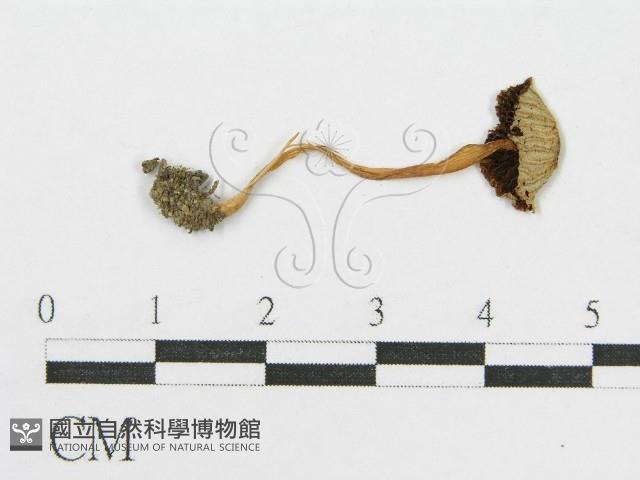 登錄號:F0010729藏品圖，第1張