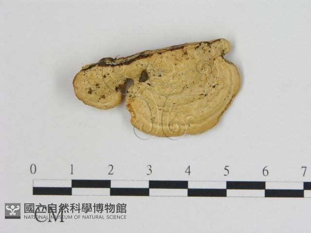 登錄號:F0006729藏品圖，第1張