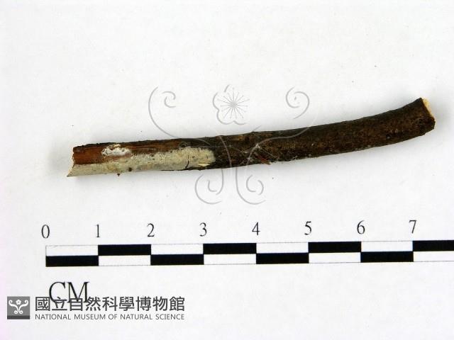 登錄號:F0021729藏品圖，第1張