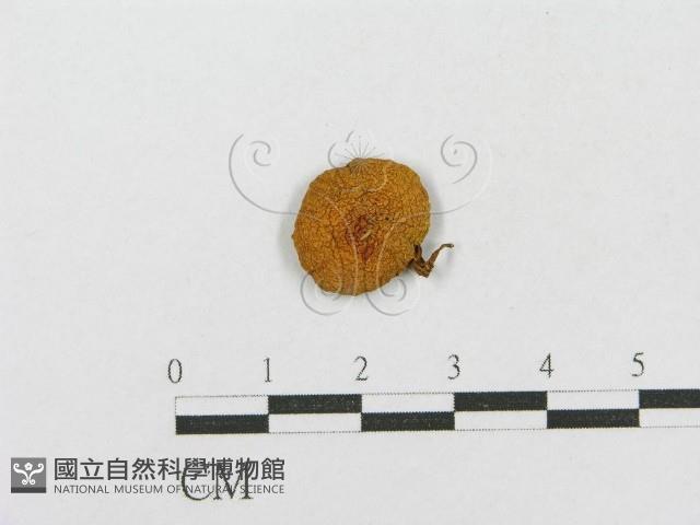 登錄號:F0001729藏品圖，第1張