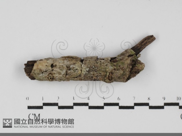 登錄號:F0031729藏品圖，第1張