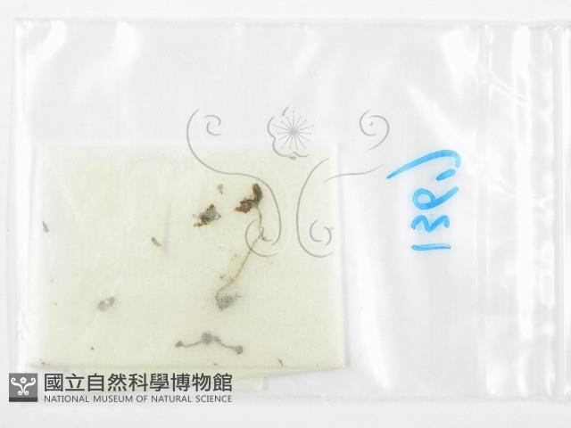 鬼傘屬藏品圖，第1張