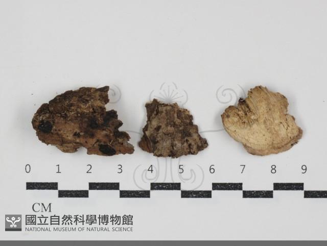 登錄號:F0034729藏品圖，第1張