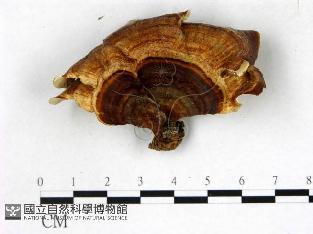 相鄰小孔菌藏品圖，第1張