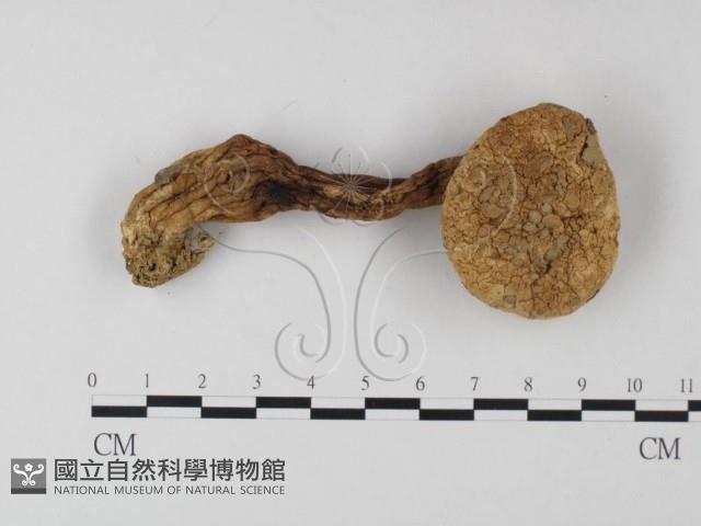 鵝膏屬藏品圖，第1張