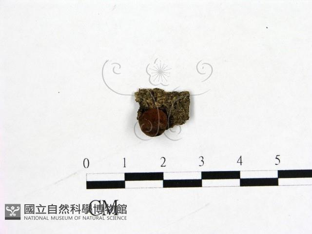 登錄號:F0007729藏品圖，第1張