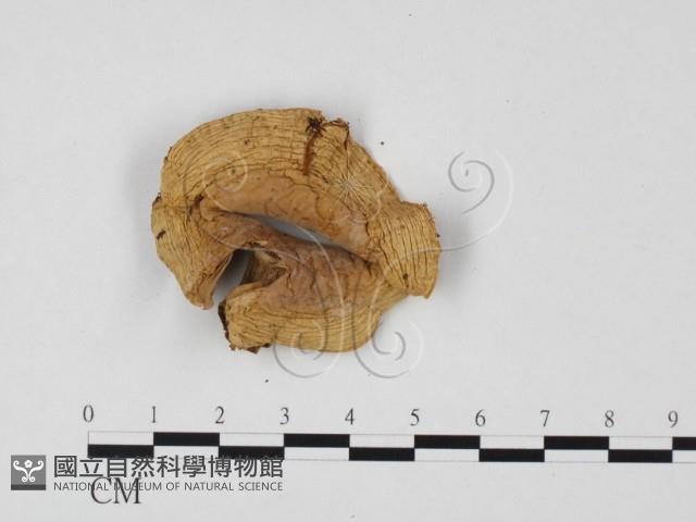 登錄號:F0025729藏品圖，第1張