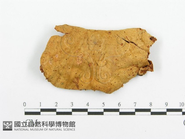 登錄號:F0005729藏品圖，第1張
