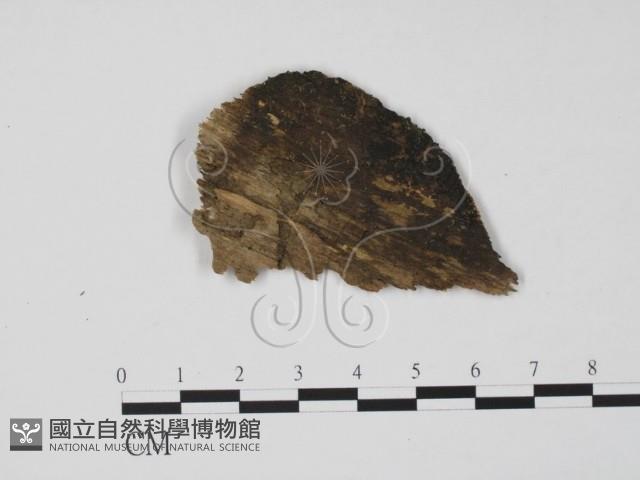 登錄號:F0015729藏品圖，第1張