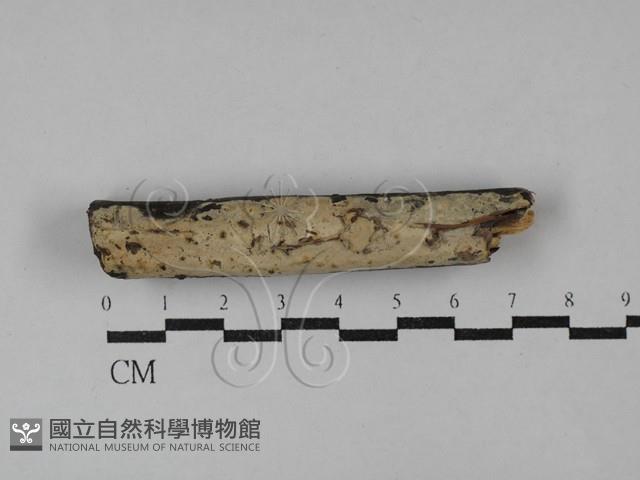 登錄號:F0029729藏品圖，第1張