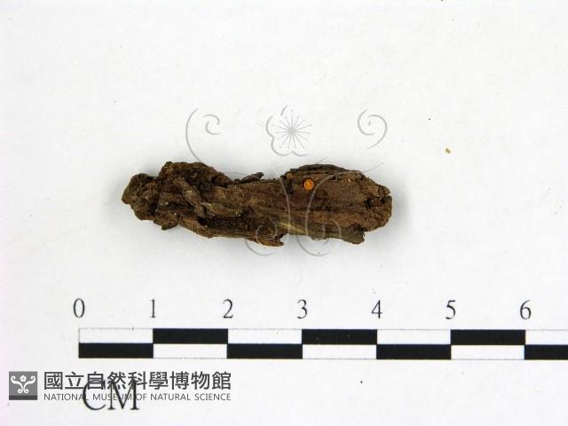 登錄號:F0019729藏品圖，第1張