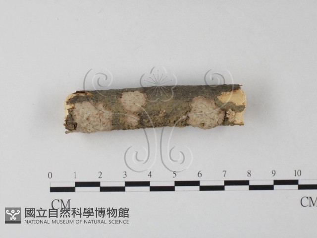 筍殼菌屬藏品圖，第1張