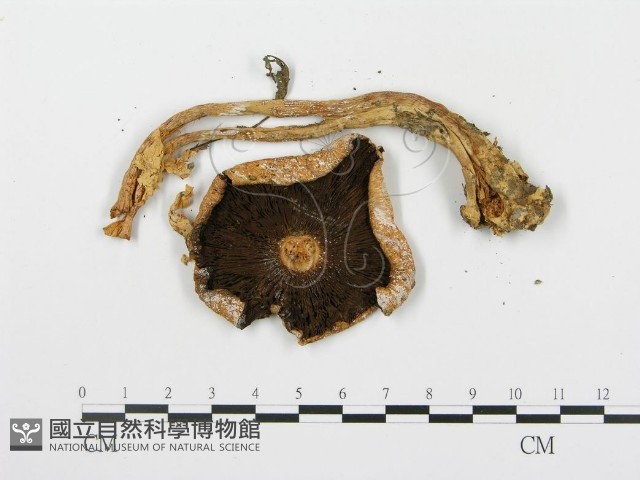 登錄號:F0003729藏品圖，第1張