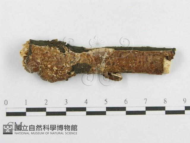 登錄號:F0013729藏品圖，第1張