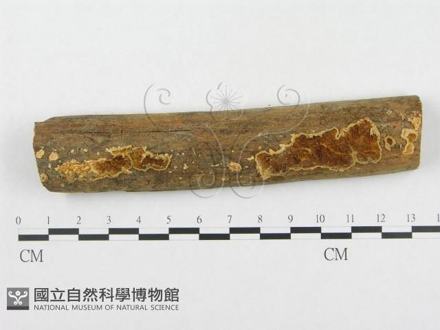 登錄號:F0000529藏品圖，第1張
