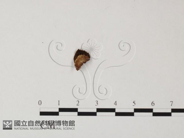 登錄號:F0010529藏品圖，第1張