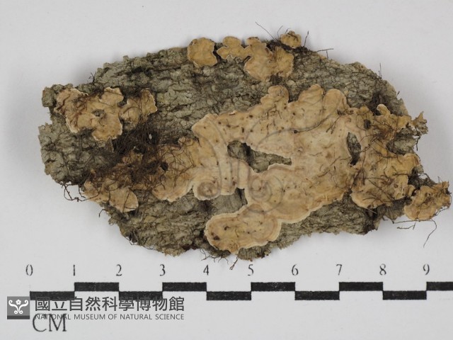 登錄號:F0030529藏品圖，第1張