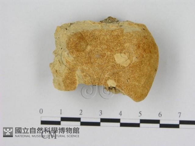 登錄號:F0006529藏品圖，第1張