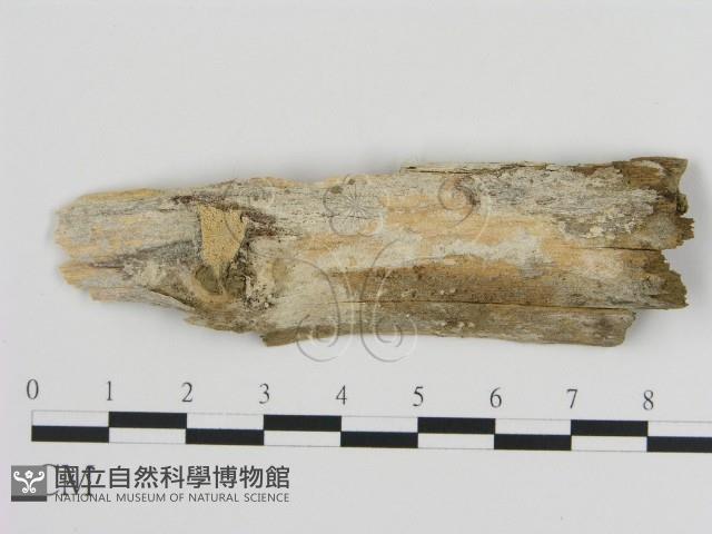 登錄號:F0001529藏品圖，第1張