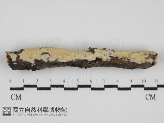 登錄號:F0031529藏品圖，第1張