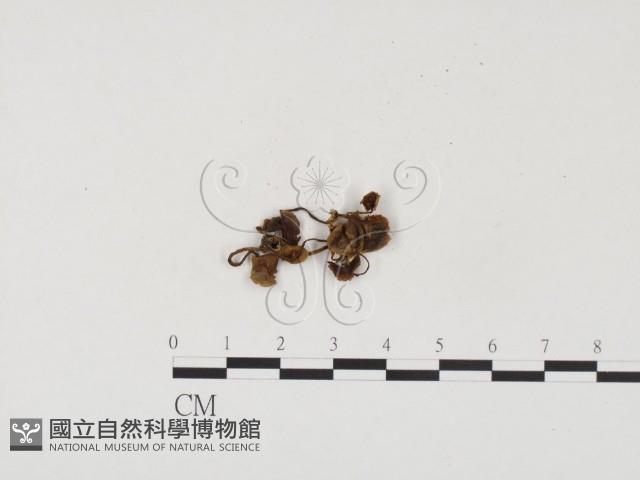 登錄號:F0024529藏品圖，第1張