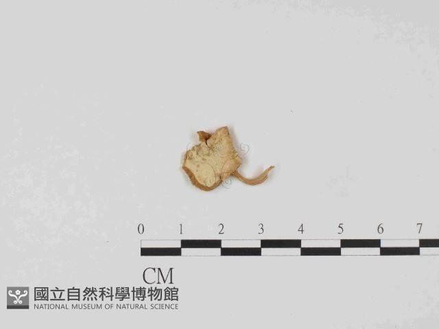 登錄號:F0014529藏品圖，第1張