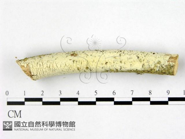 登錄號:F0022529藏品圖，第1張