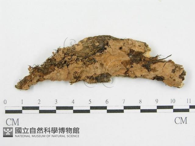 登錄號:F0002529藏品圖，第1張