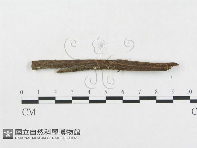 登錄號:F0012529藏品圖，第1張