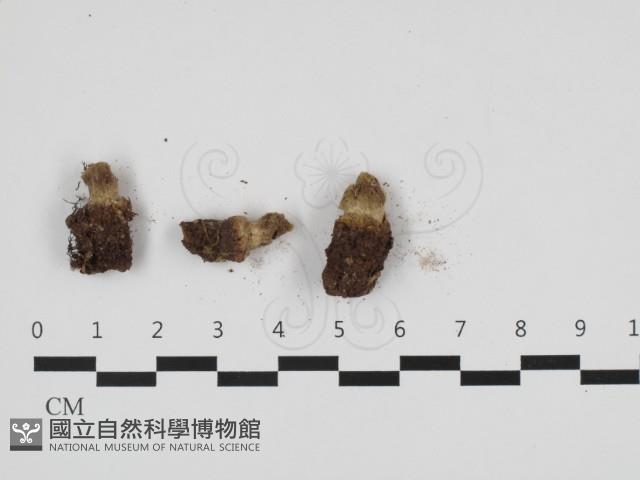 登錄號:F0032529藏品圖，第2張