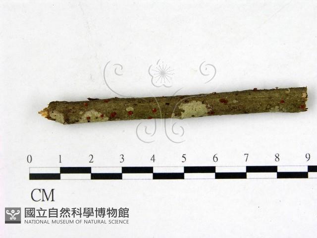 登錄號:F0015529藏品圖，第1張