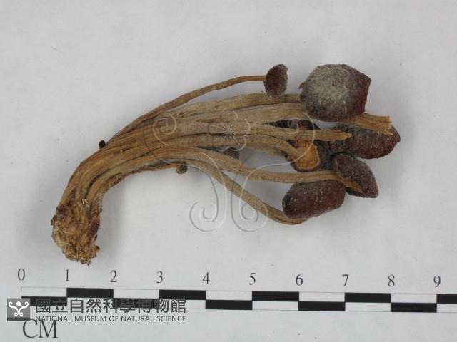 登錄號:F0023529藏品圖，第1張