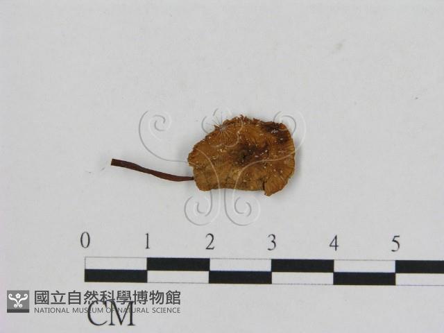 小菇屬藏品圖，第1張