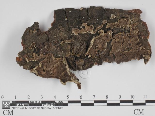 附毛菌屬藏品圖，第1張