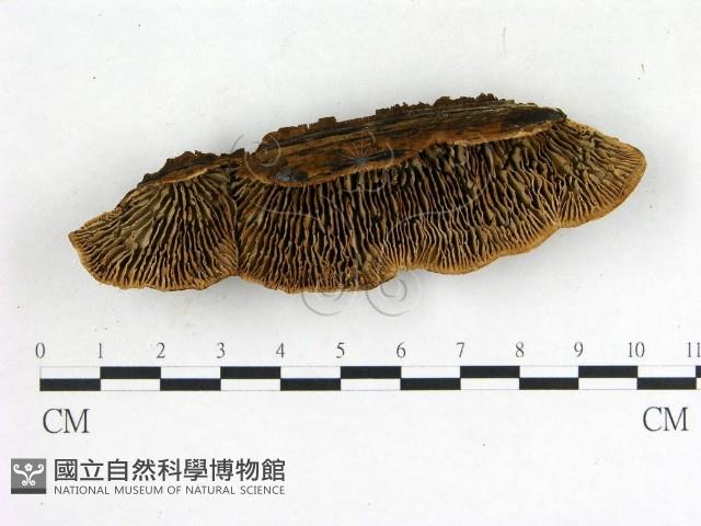登錄號:F0020129藏品圖，第1張