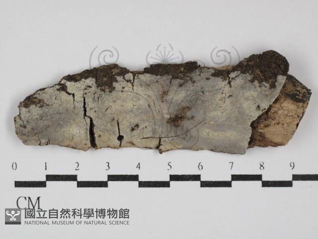 針齒銳岩菌藏品圖，第1張