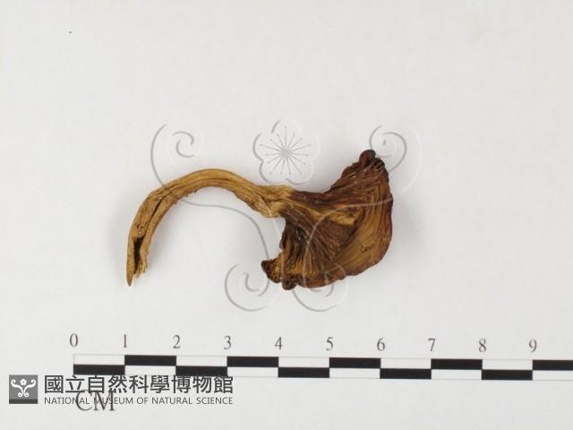 登錄號:F0026129藏品圖，第1張