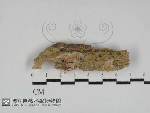 登錄號:F0031129藏品圖，第1張
