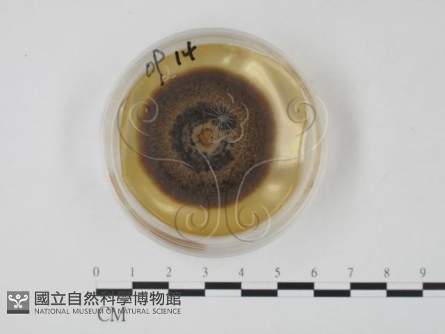 登錄號:F0022129藏品圖，第1張