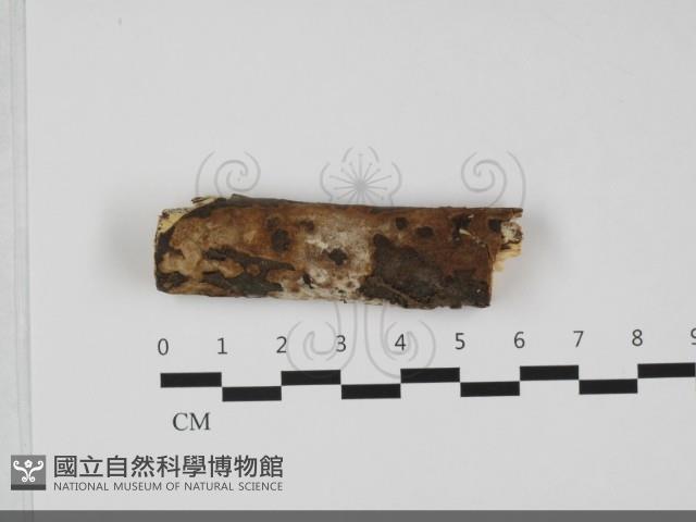 登錄號:F0032129藏品圖，第1張