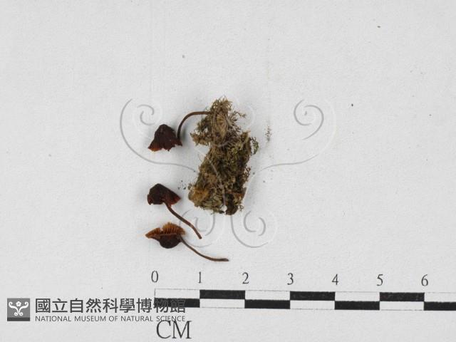登錄號:F0027129藏品圖，第1張
