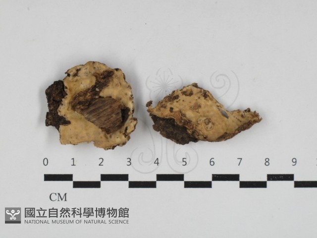 登錄號:F0033129藏品圖，第1張